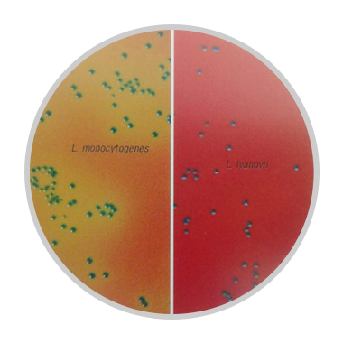 35-37°c 培养24-48小时后,单增李斯特菌(左—蓝绿色菌落,带黄色