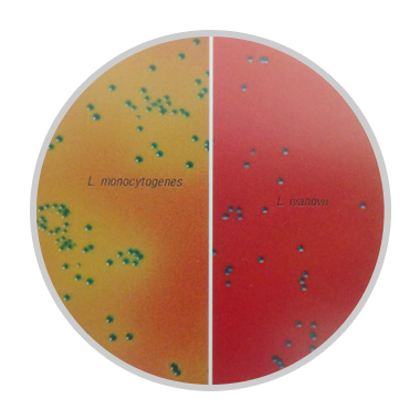 李斯特菌显色培养基的应用