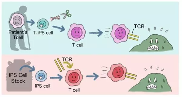 日本京都大学团队利用ips细胞培养出仅攻击癌细胞的定向 杀手t细胞 威正翔禹生物