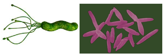 酪酸梭菌联合标准疗法显著提高幽门螺杆菌根除率