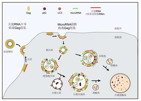 在microrna 非特异性抵御逆转录病毒复制研究取得新进展