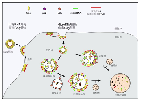 新冠病毒复制过程图图片
