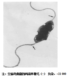 空肠弯曲菌的生物学特性及微生物学检测